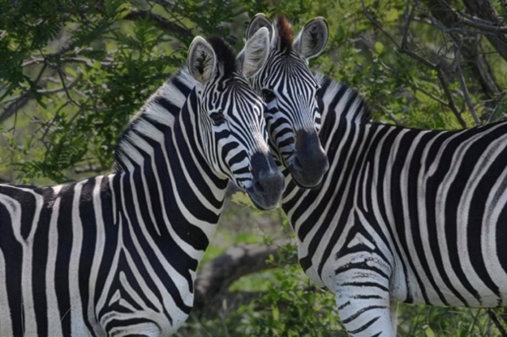 Two zebras in forest. For the blog when zebras meet