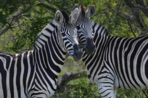 Two zebras in forest. For the blog when zebras meet